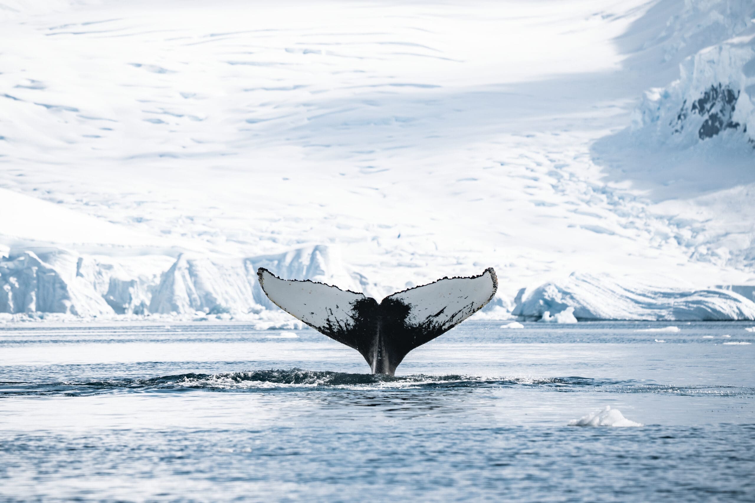 A21_FINEART_MAG08-CA_2022-23KAREN PARADA DEWETAK_DSC8953 Antarctica cruise by IBG Travel